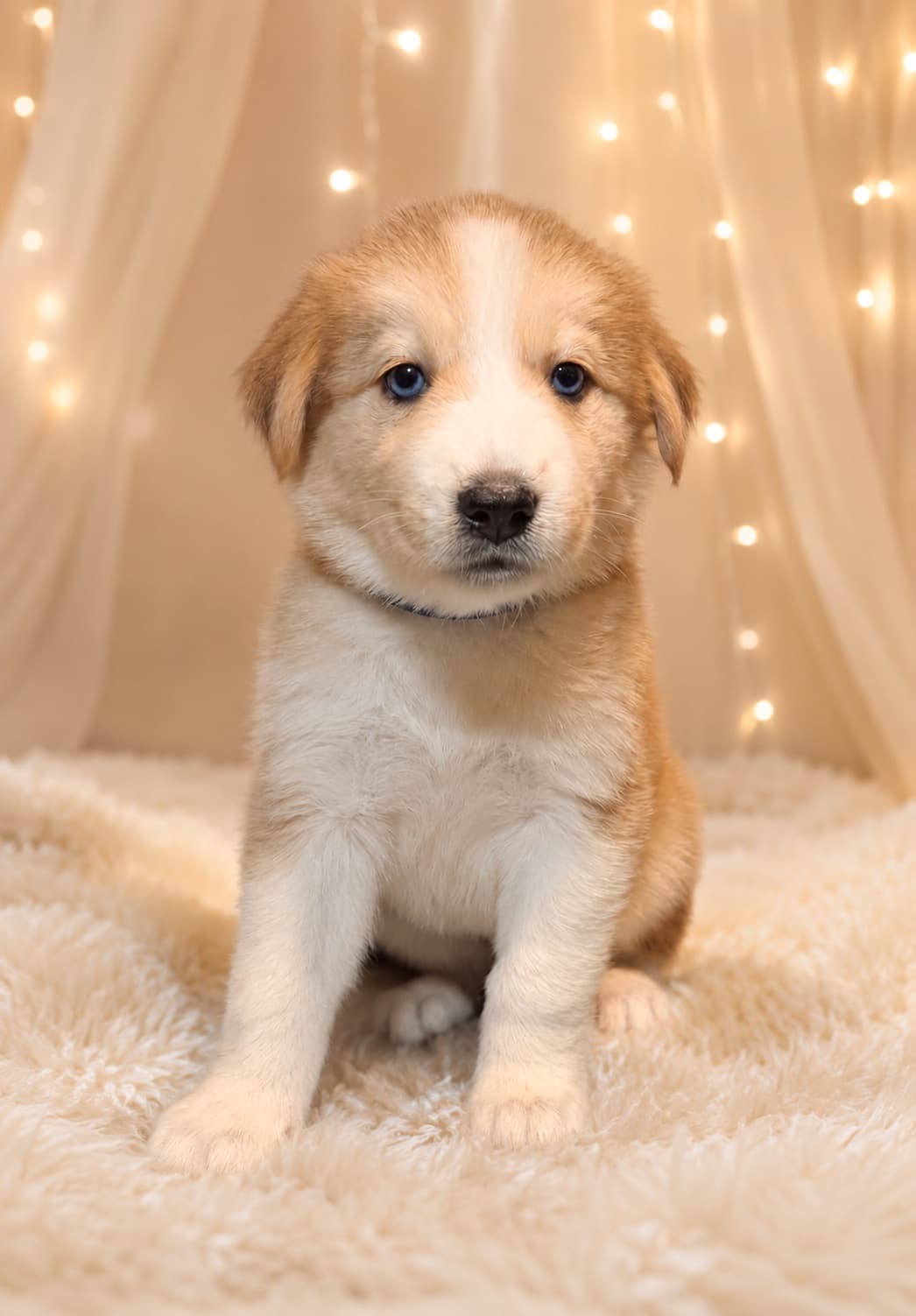 Goberian puppy Cocoa — a Golden Husky mix (Golden Retriever × Siberian Husky) raised near Tampa, Central Florida