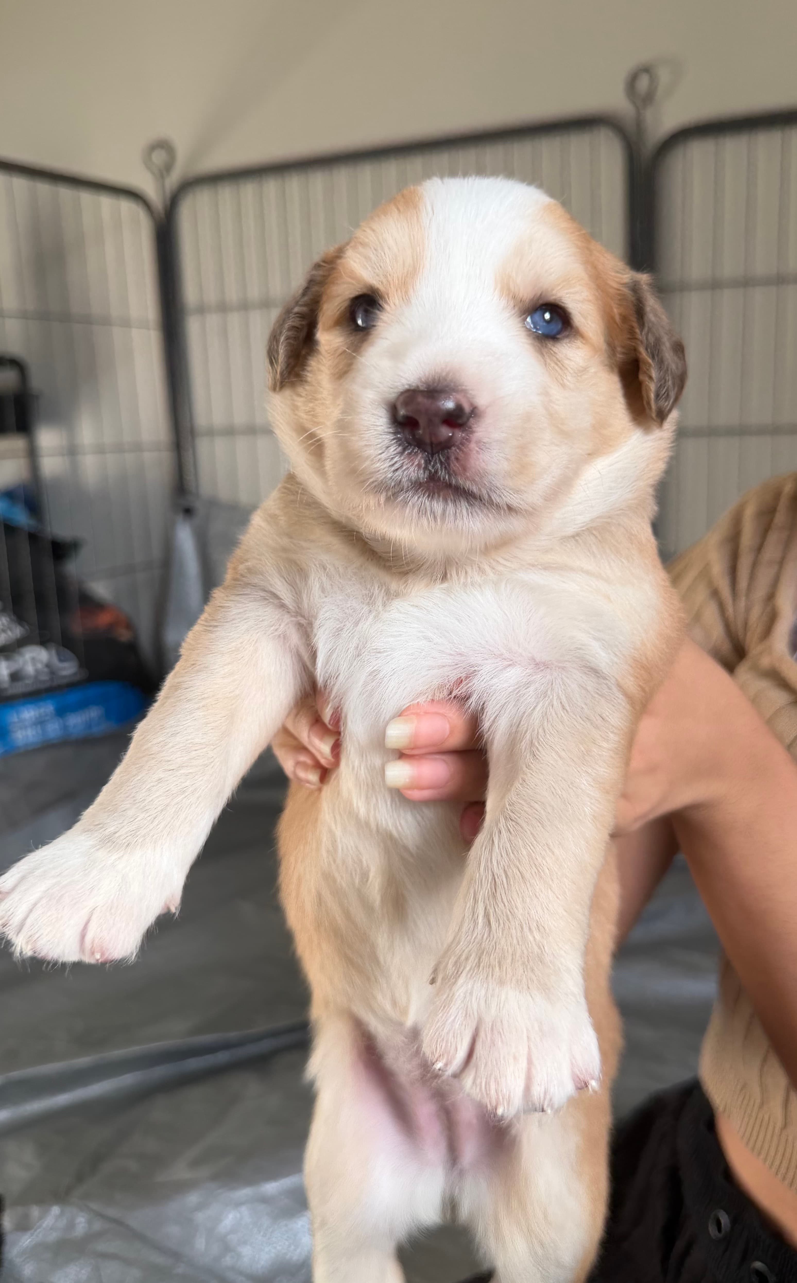Honey, a female Goberian puppy