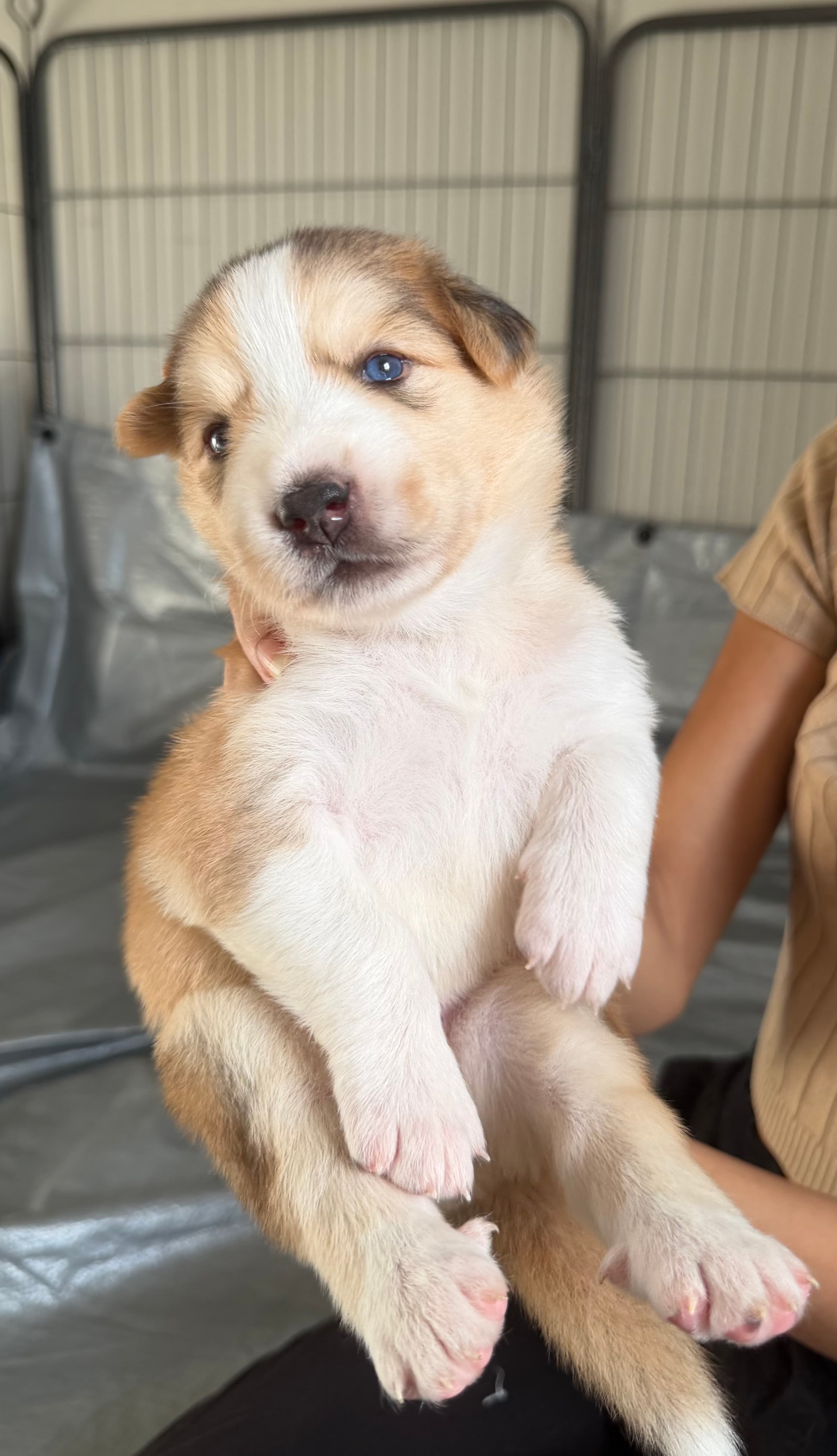 Cocoa, a female Goberian puppy