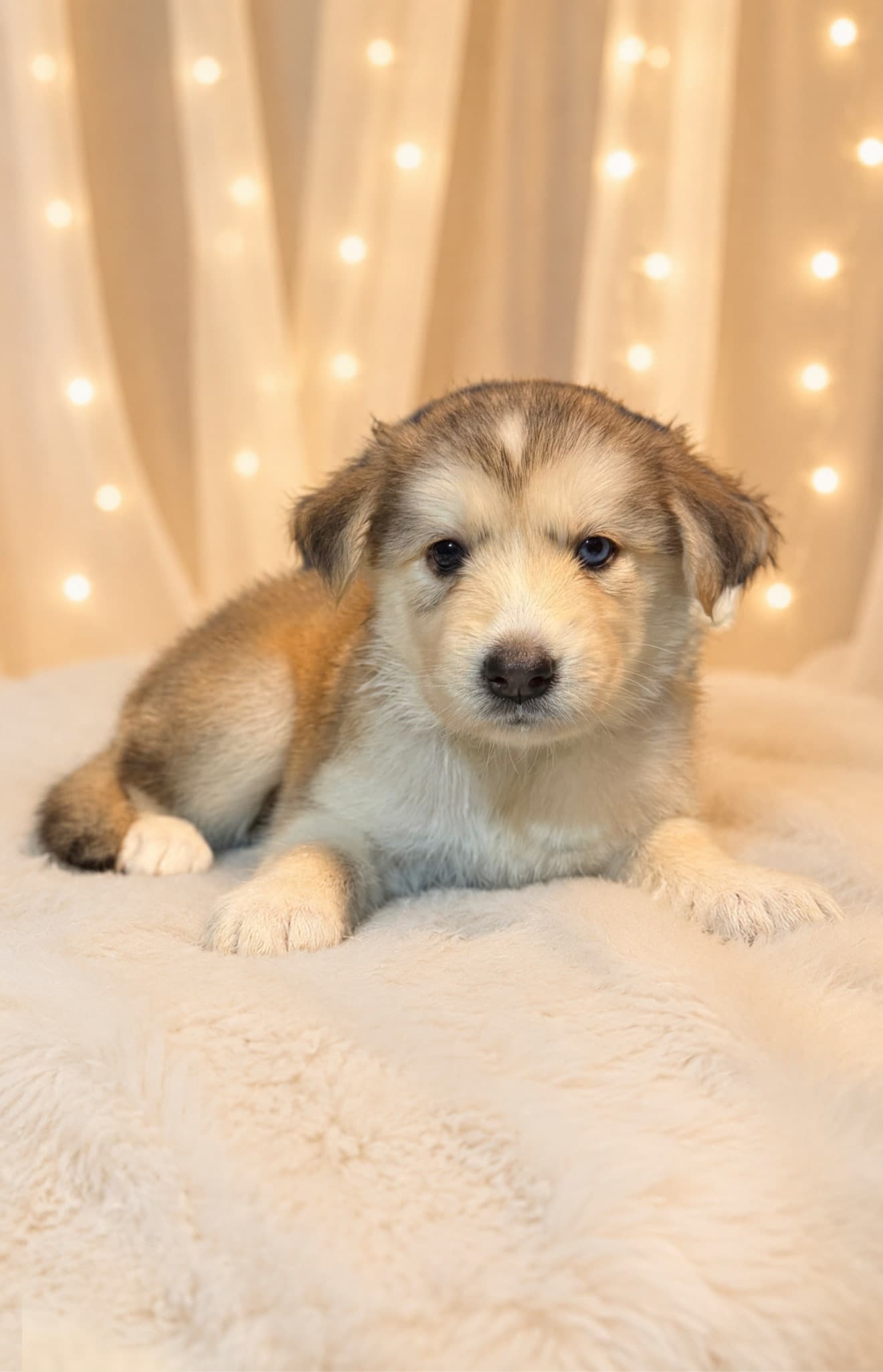 Goberian puppy Leafy — a Golden Husky mix (Golden Retriever × Siberian Husky) raised near Tampa, Central Florida