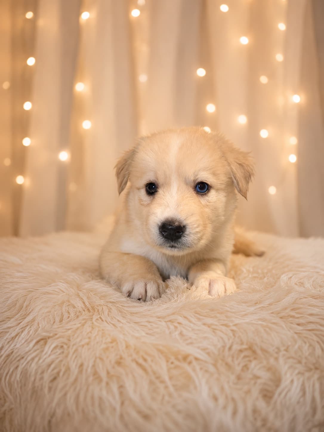 Goberian puppy Misty — a Golden Husky mix (Golden Retriever × Siberian Husky) raised near Tampa, Central Florida