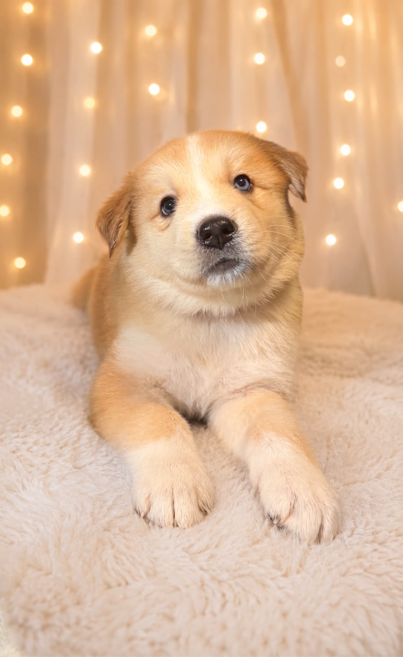 Goberian puppy Teddy — a Golden Husky mix (Golden Retriever × Siberian Husky) raised near Tampa, Central Florida