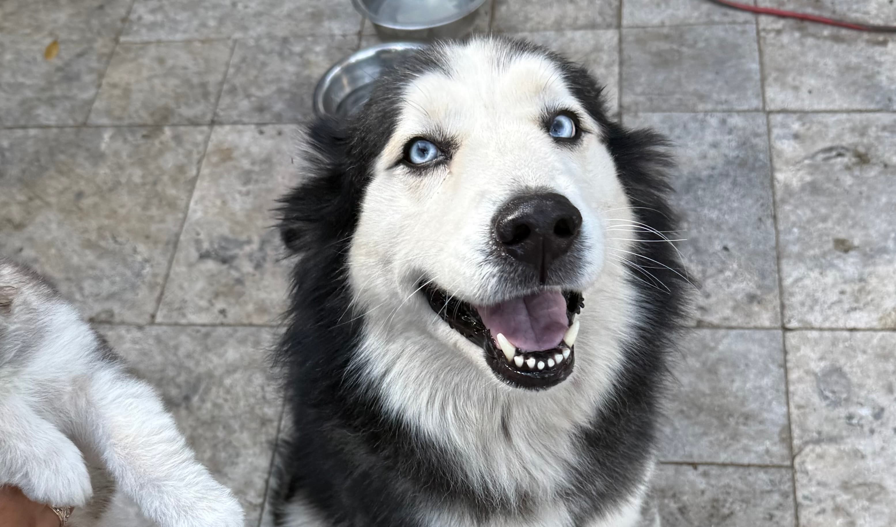 Thunder, the dad