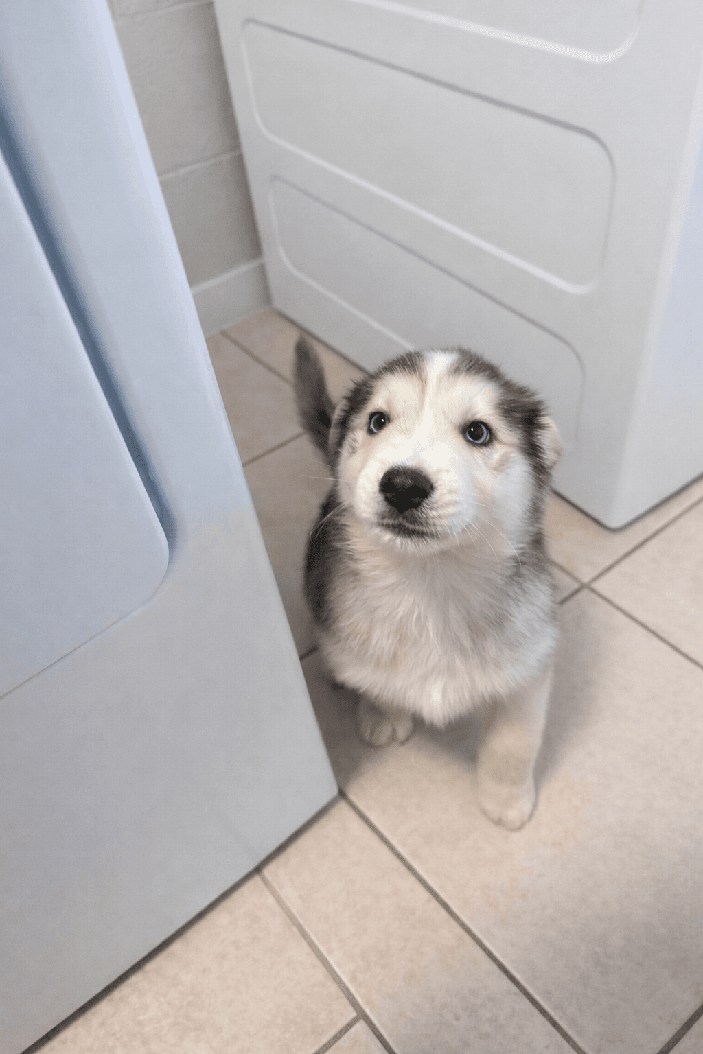 Goberian puppy Bam Bam — a Golden Husky mix (Golden Retriever × Siberian Husky) raised near Tampa, Central Florida