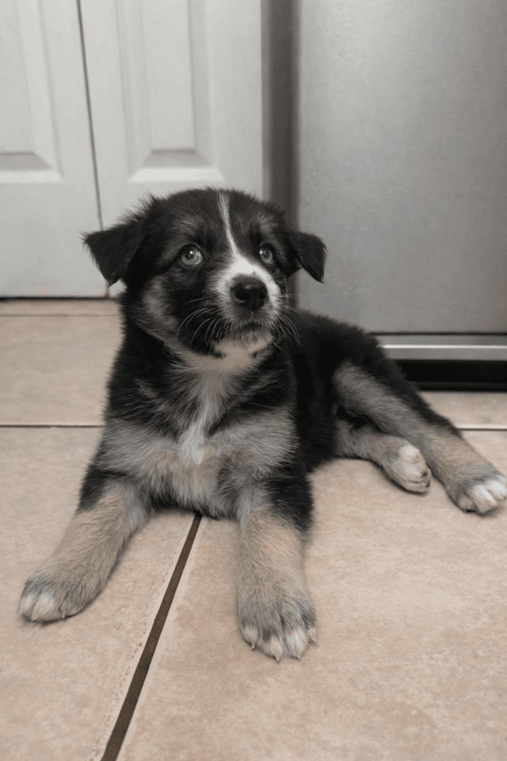 Goberian puppy Luna — a Golden Husky mix (Golden Retriever × Siberian Husky) raised near Tampa, Central Florida