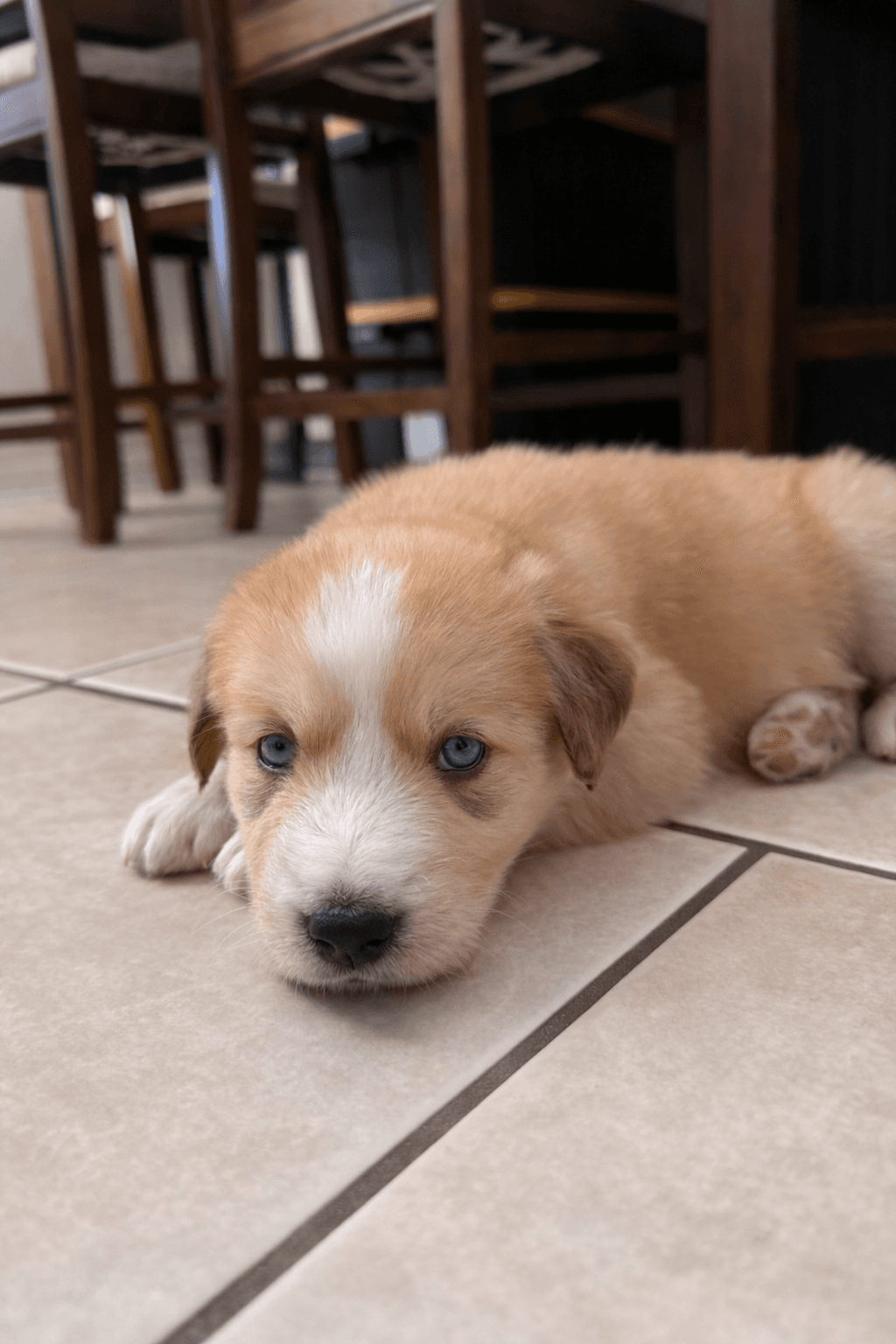 Goberian puppy Turbo — a Golden Husky mix (Golden Retriever × Siberian Husky) raised near Tampa, Central Florida