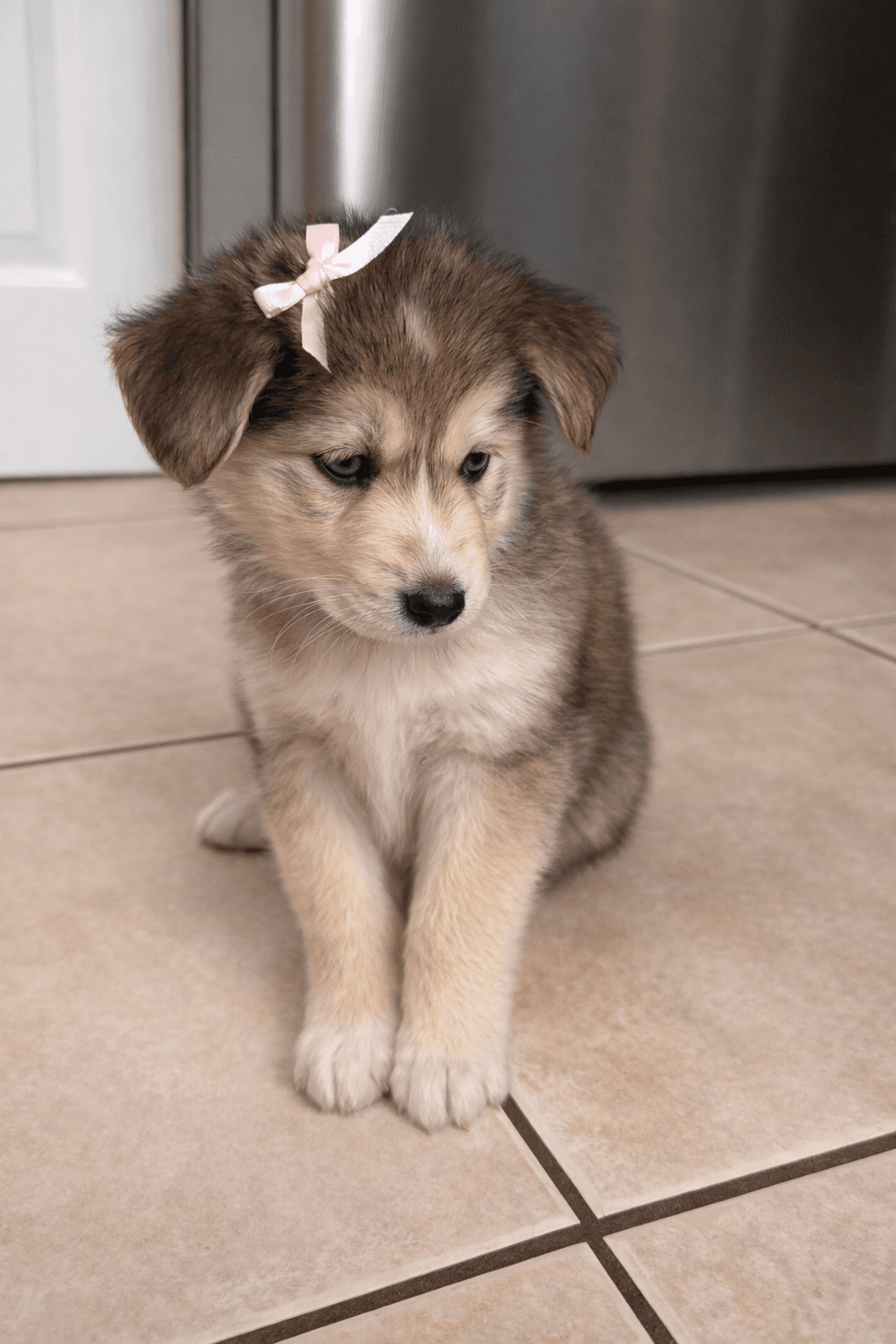 Goberian puppy Yuna — a Golden Husky mix (Golden Retriever × Siberian Husky) raised near Tampa, Central Florida