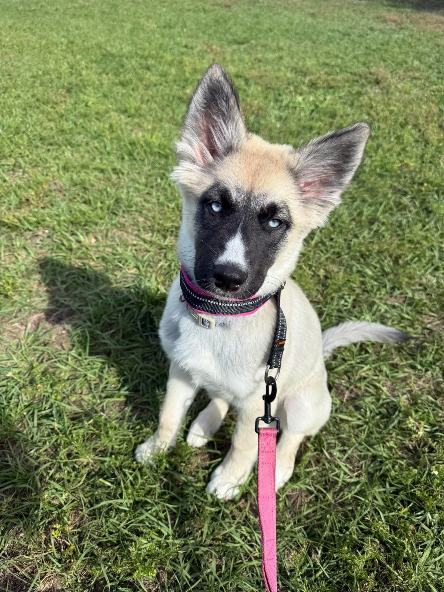 Pebble (now Bluey)
